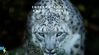 International Snow Leopard Day - HD Images and Wallpaper